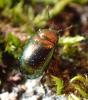 Chrysolina hyperici